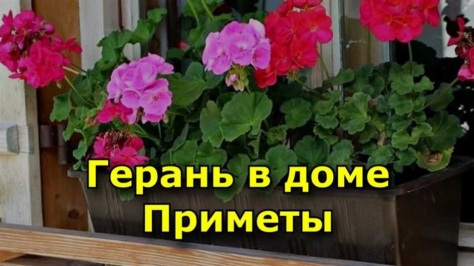 Побочные эффекты употребления герани