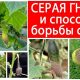 Чем лечить серую гниль: эффективные методы борьбы и профилактики