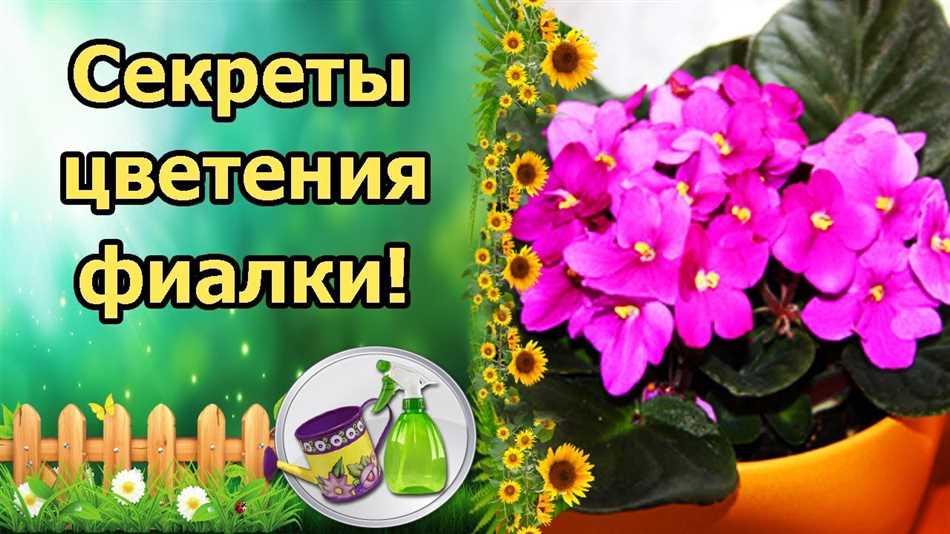 Почему фиалки перестают цвести?