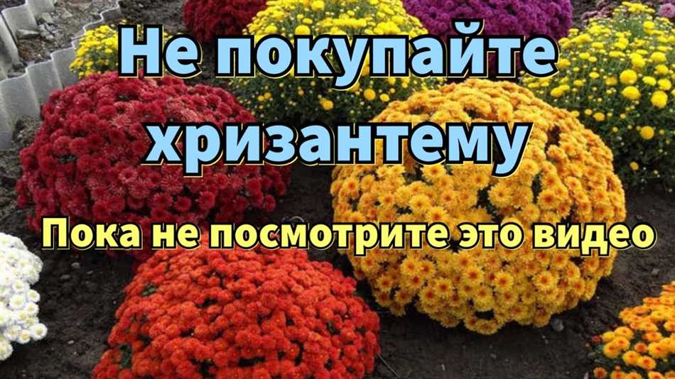 Хризантема мультифлора