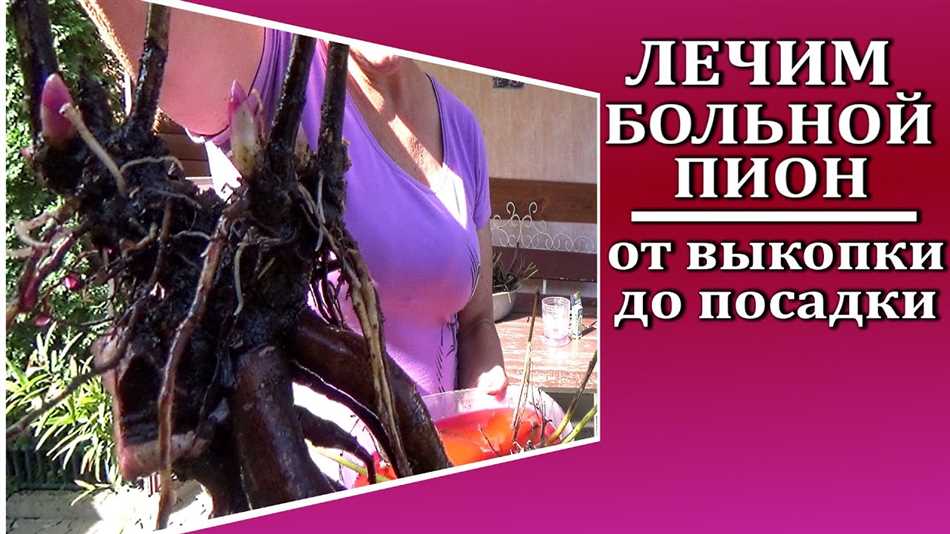 Популярные ошибки при подкормке флоксов и как их избежать