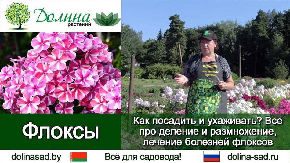 Чем подкормить флоксы во время цветения и после цветения в открытом?