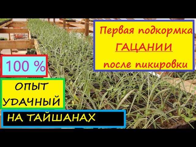Комплексный подход к подкормке газаний