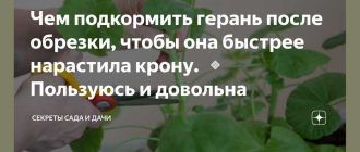 Как правильно подкормить герань после обрезки: советы экспертов