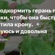 Как правильно подкормить герань после обрезки: советы экспертов