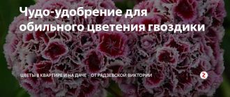 Как правильно подкормить гвоздику для обильного цветения летом?