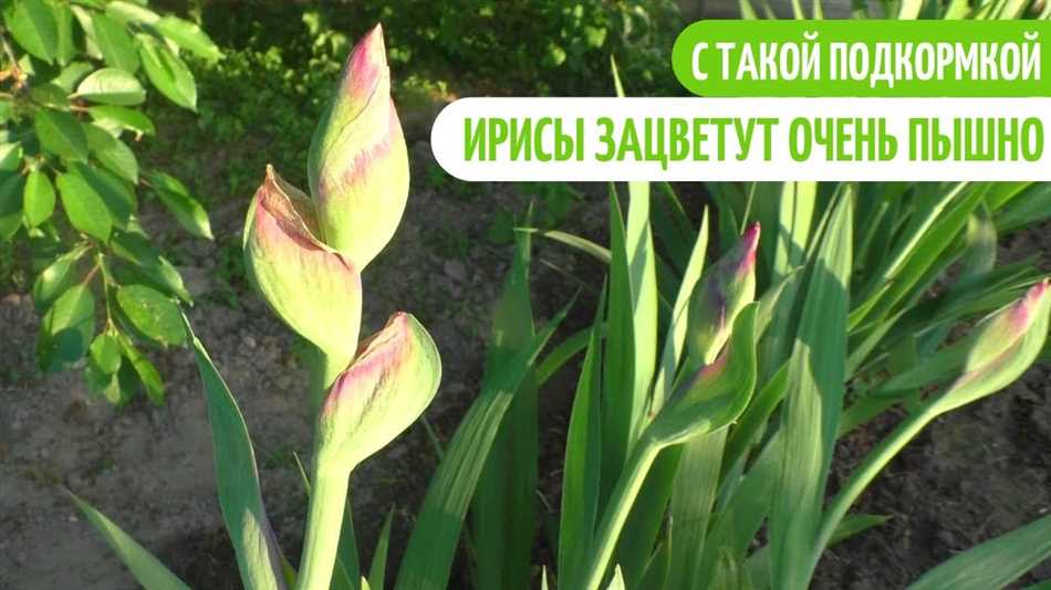 Как правильно подкормить ирисы в период бутонизации?