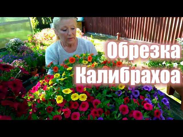 Основные правила обрезки