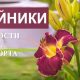 Чем подкормить лилейники ранней весной? - Лучшие методы подкормки лилейников в начале весны