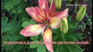 Нитраты и фосфор