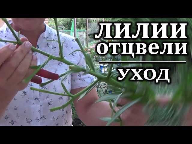 Минеральные удобрения для лилий