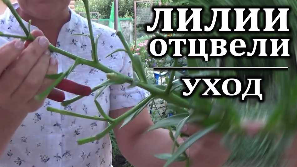 Специализированные удобрения для лилий