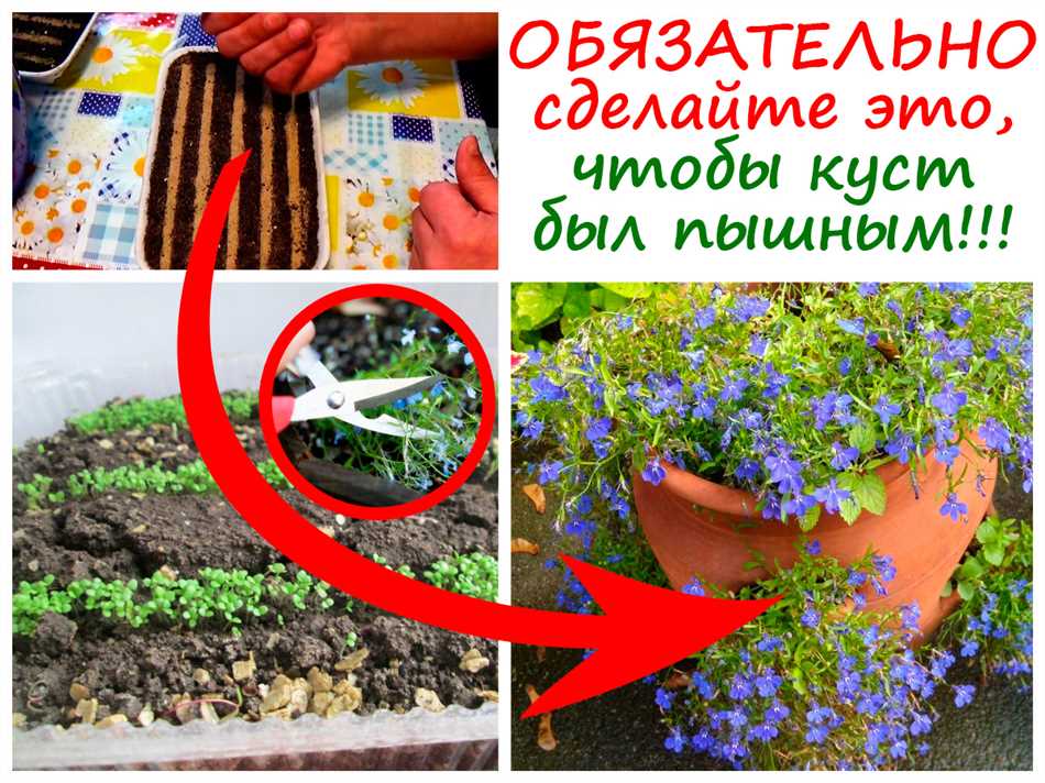Подходящие удобрения для лобелии