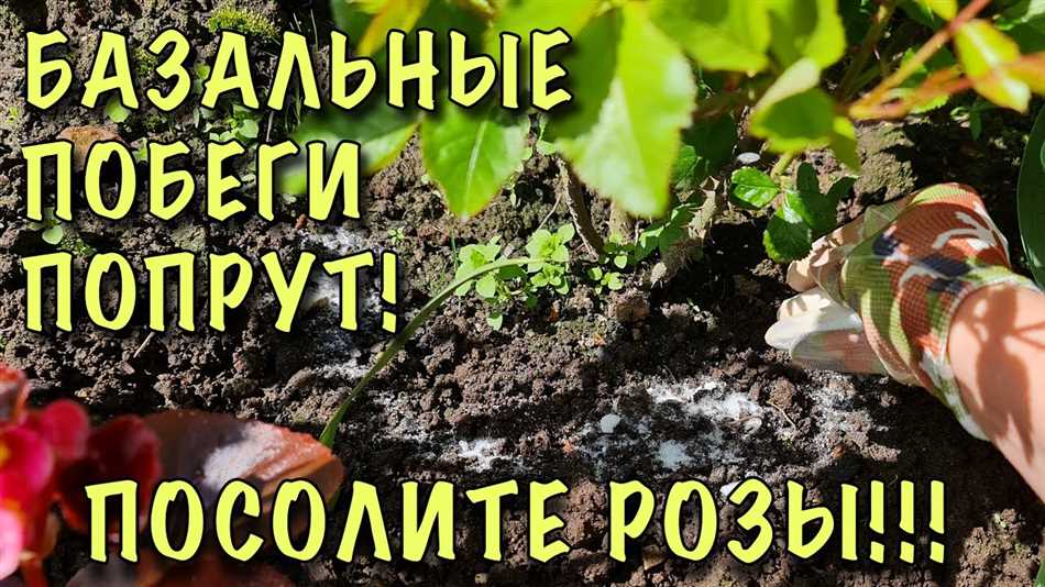 Черный и бурый уголь: как они помогают розам расти