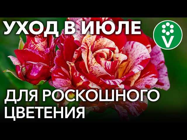 Основные питательные вещества для роз