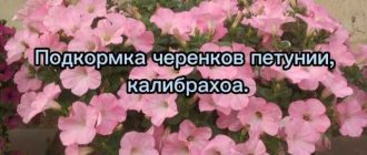 Чем и как правильно подкормить цветок калибраха?