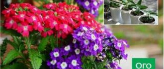 Чем подкормить вербену: полезные советы и рекомендации