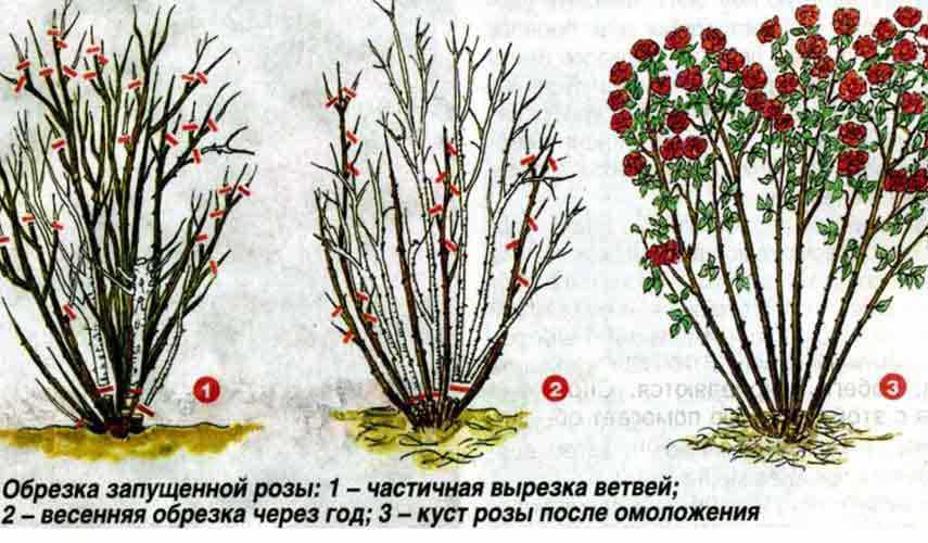 Какие преимущества дает подкормка розы плетистой весной?