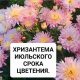 Чем подкормить хризантемы весной для пышного цветения