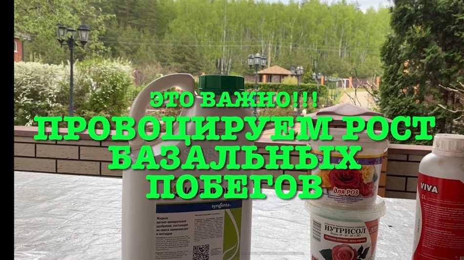 Подготовка почвы и условия полива