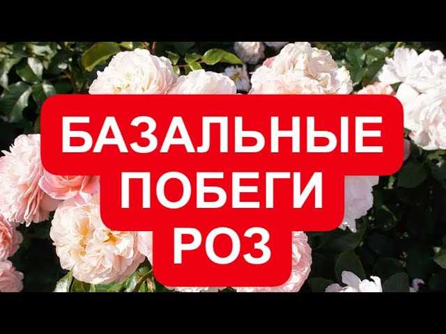 Использование удобрений при поливе роз