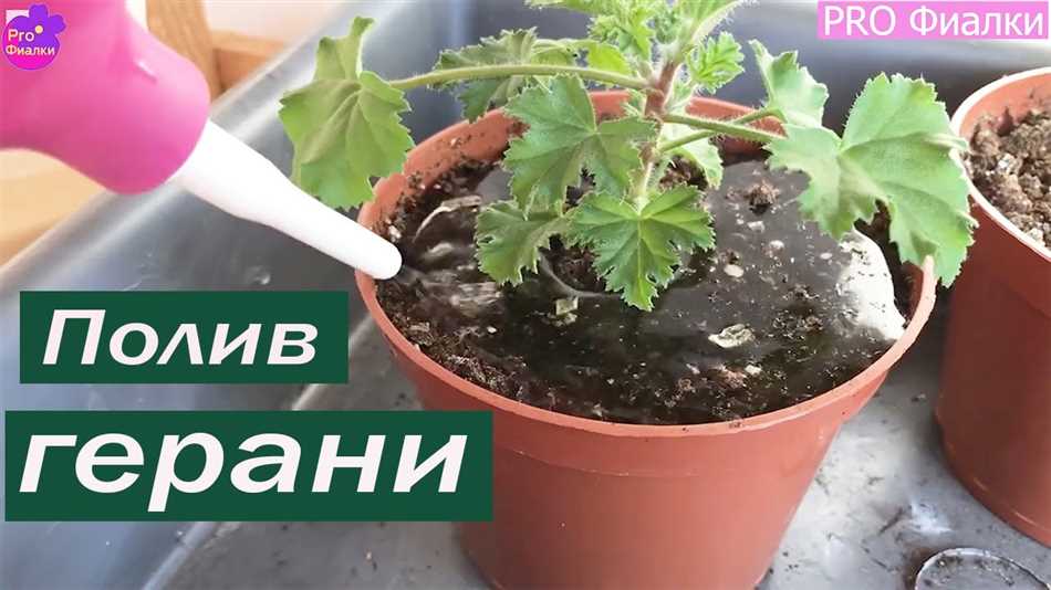 Количества и частота полива герани