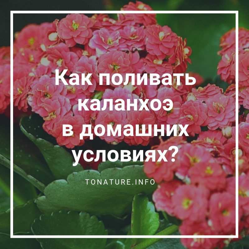 Проверка влажности почвы