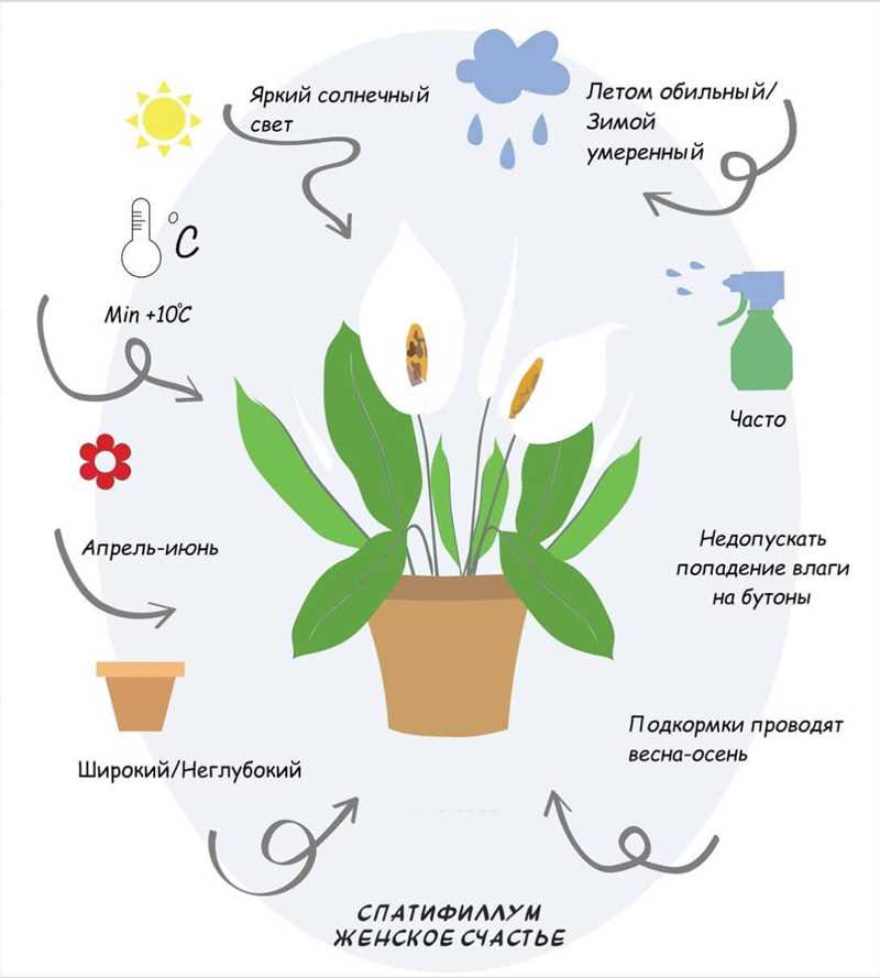 Оптимальная частота полива спатифиллума