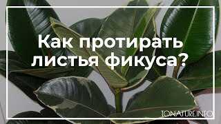 Очистка листьев фикуса от пыли