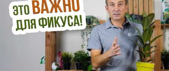 Как правильно удобрять фикус каучуконосный: советы по выбору удобрений