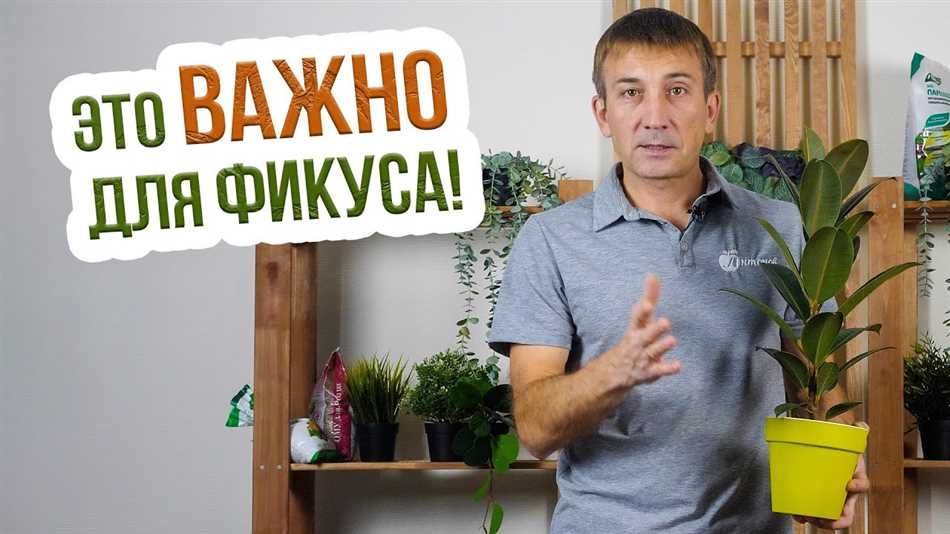 Чем удобрять фикус каучуконосный?