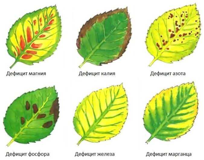 Чем восполнить дефицит калия у растений?