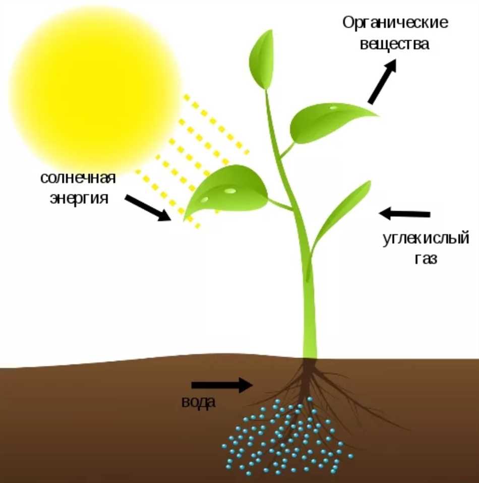 Углекислый газ и его роль в жизни растений