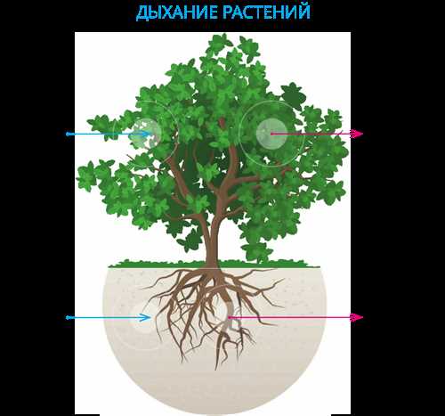 Что больше нужно растениям углекислый газ или кислород?