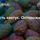 Последствия употребления кактусов в пищу