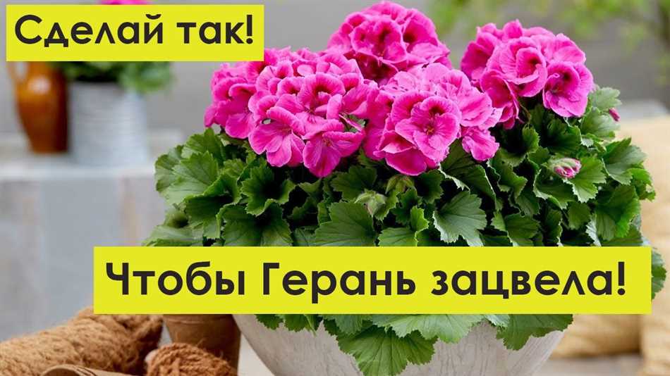 Что делать чтобы зацвела герань?