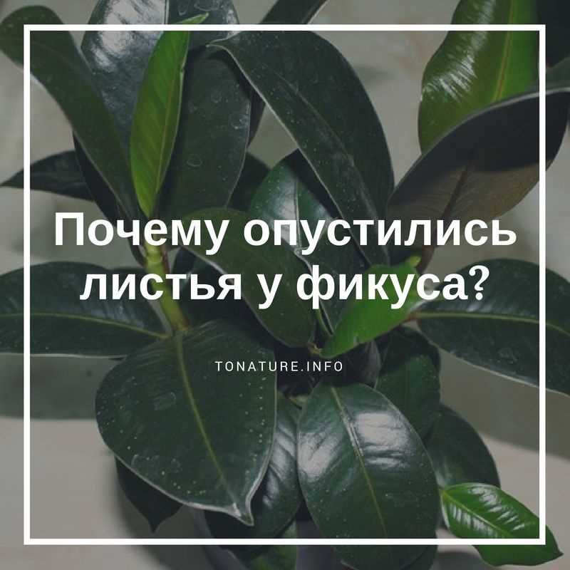 Что делать если фикус завял?