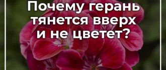 Что делать если герань не цветет а растет буйно вверх?