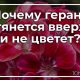 Что делать если герань не цветет а растет буйно вверх?