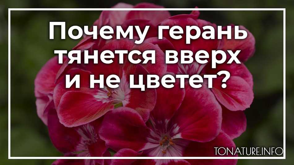 Что делать если герань не цветет а растет буйно вверх?