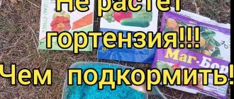 Что делать если гортензия не растет?