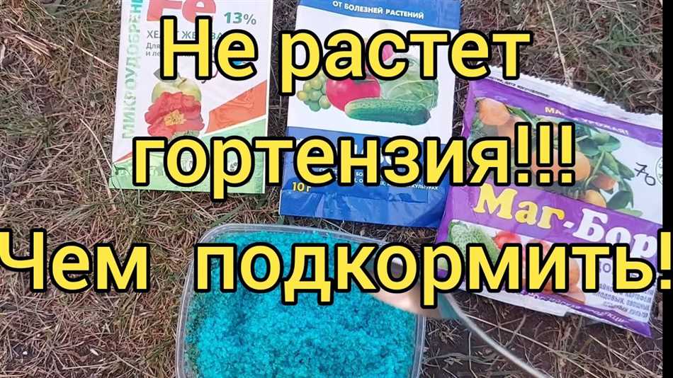 Что делать если гортензия не растет?