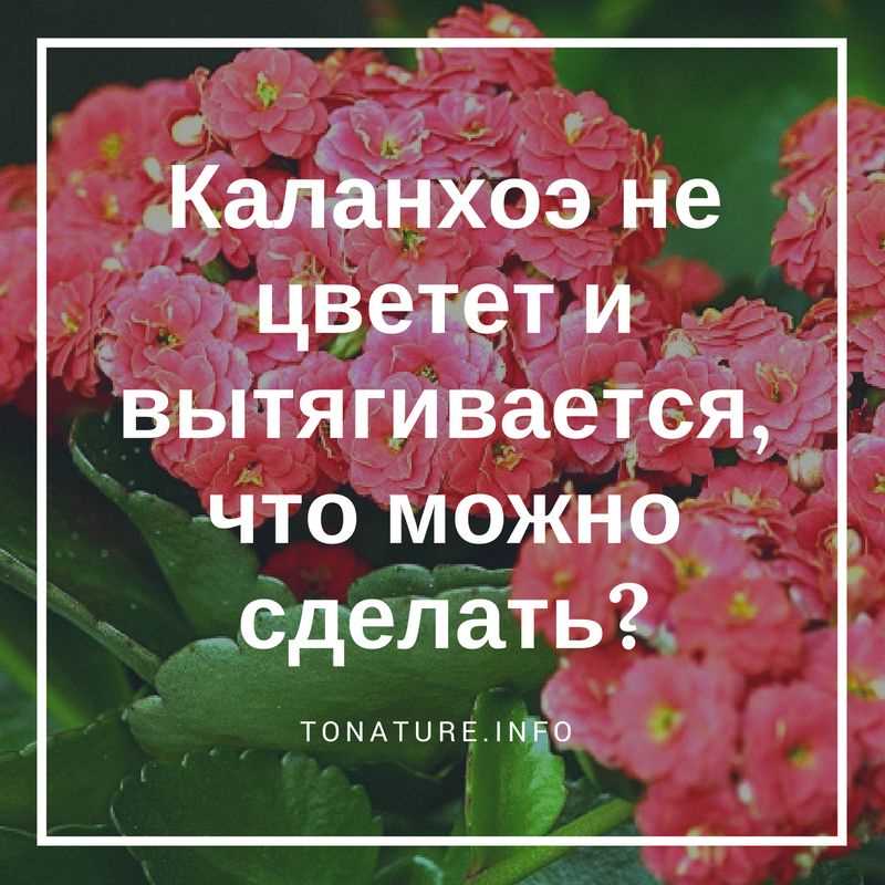 Почему каланхоэ вытягивается и не цветет?