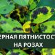 Как бороться с черными пятнами на розах