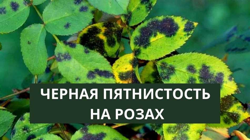 Что делать если на розах черные пятна?