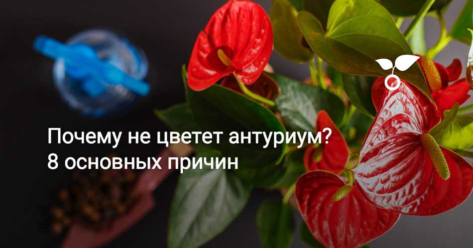 Что делать если не цветёт антуриум цветок?