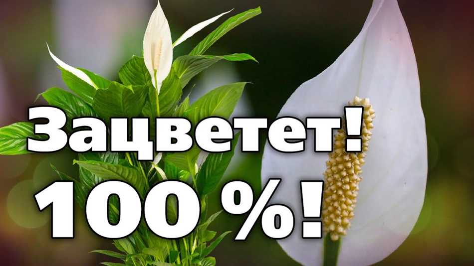 Что делать если не цветет спатифиллум?