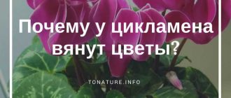 Что делать если цикламен вянет? - восстановление цветка.