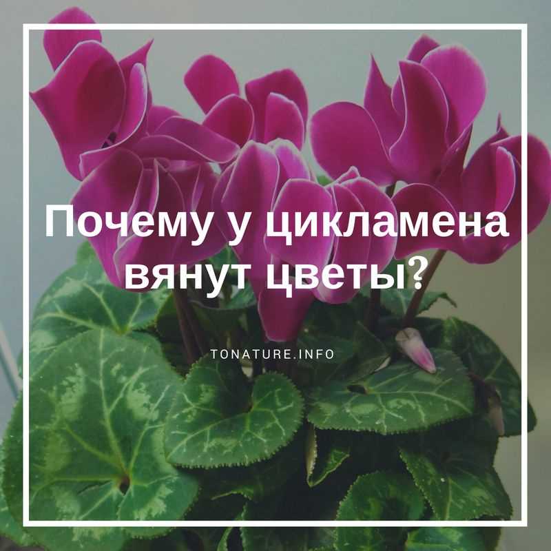 Что делать если цикламен вянет?