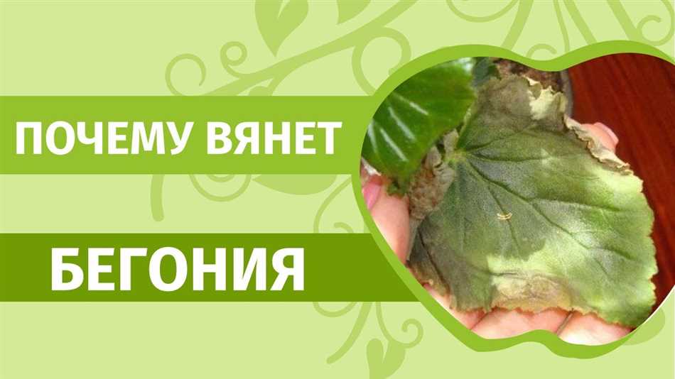 Что делать если у бегонии сохнут листья?